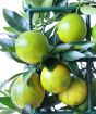 Ripening orangequat fruits