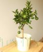 Gift Orange Tree