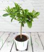 Large Orange Tree        
