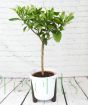 Large Orange Tree        