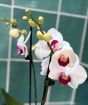 Orchid Trio