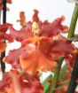 Red dancing lady flower closeup