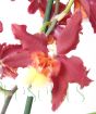 Oncidium closeup