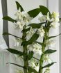 Spray Orchid             