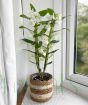 White Spray Orchid