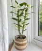 Spray Orchid             