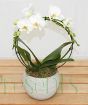 Christmas Orchid Gift