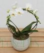 Christmas Orchid Gift