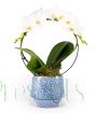 Mother's Day Orchid Gift