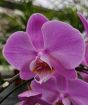 Mother's Day Orchid Gift