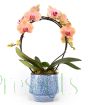 Orchid hoop
