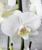 Luxury Moth Orchid       