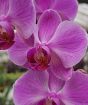 Luxury Moth Orchid