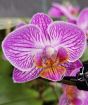Luxury orchid
