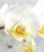 White moth orchid