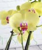 Close up of moth orchid