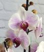 Christmas Orchid