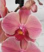 Dusky dark pink moth orchid