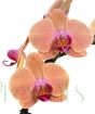 Mother's Day Orchid Gift
