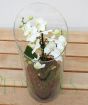Orchid Terrarium