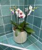 Orchid Trio