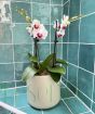 Orchid Trio