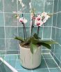 Orchid Display