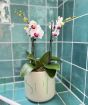 Orchid Trio