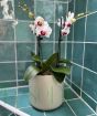 Orchid Trio