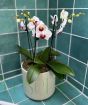 Orchid Trio