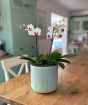 Orchid Trio