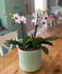 Orchid Table Top