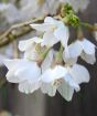 Close up of Kojo no mia flowers 