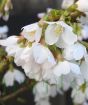 Supersize Flowering Cherry
