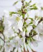 Close up of ornamental cherry flowers