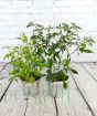 Pair of chilli plants