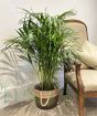 Bamboo Palm