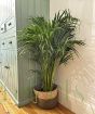Bamboo Palm 2025