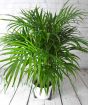 Bamboo Palm in White Frida Container