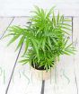 Parlour Palm             
