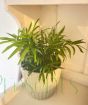 Parlour Palm             