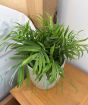 Parlour Palm