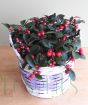 Partridge berry in wicker basket