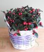 Partridge Berry in purple basket