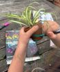 Paint your own Plant Pots -  Party Kit