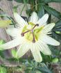 Passionflower 