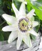 Passionflower 