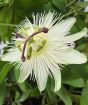 Passiflora 