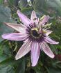 Passiflora Eynsford Gem