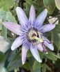 amethyst passion flower